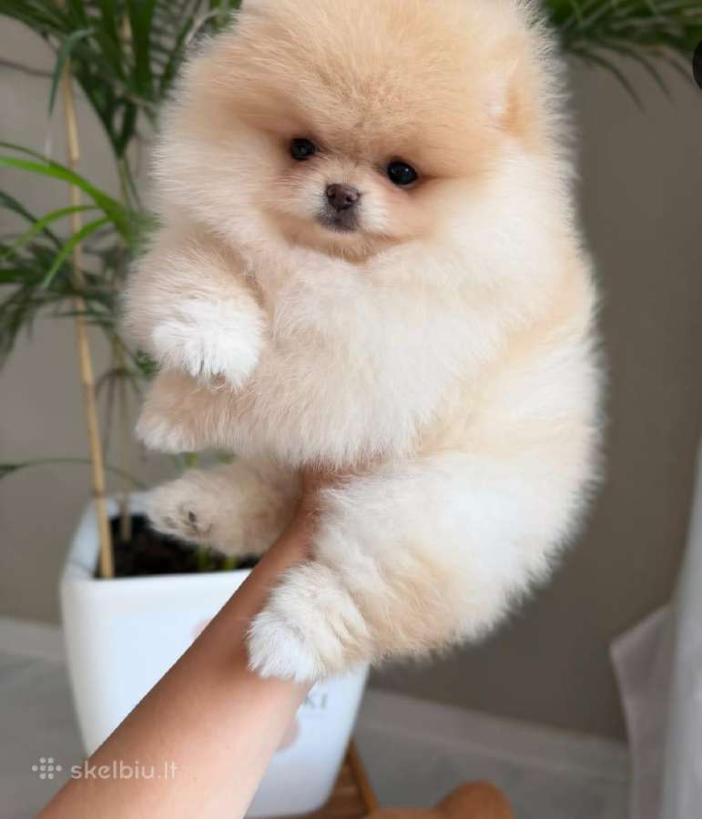 Liko 2 berniukai babyface VIP super mini Boo - nuotraukos Nr. 15