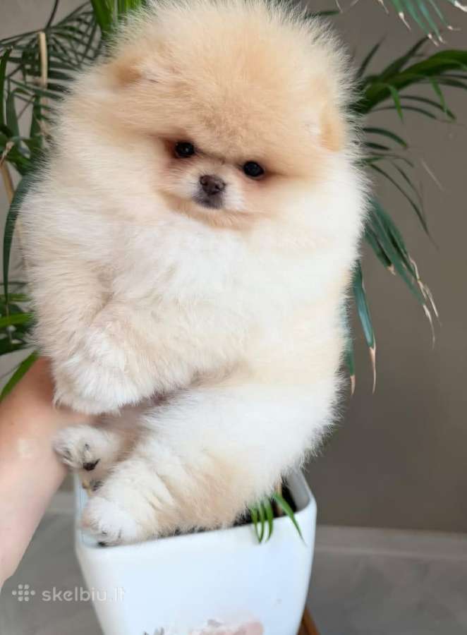 Liko 2 berniukai babyface VIP super mini Boo - nuotraukos Nr. 16