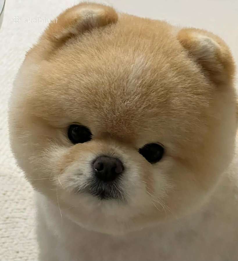 Liko 2 berniukai babyface VIP super mini Boo - nuotraukos Nr. 36