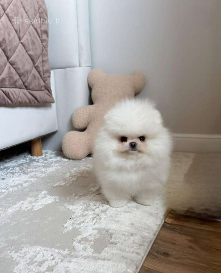 Liko 2 berniukai babyface VIP super mini Boo - nuotraukos Nr. 24