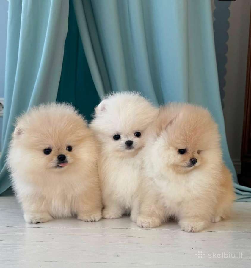 Liko 2 berniukai babyface VIP super mini Boo - nuotraukos Nr. 26