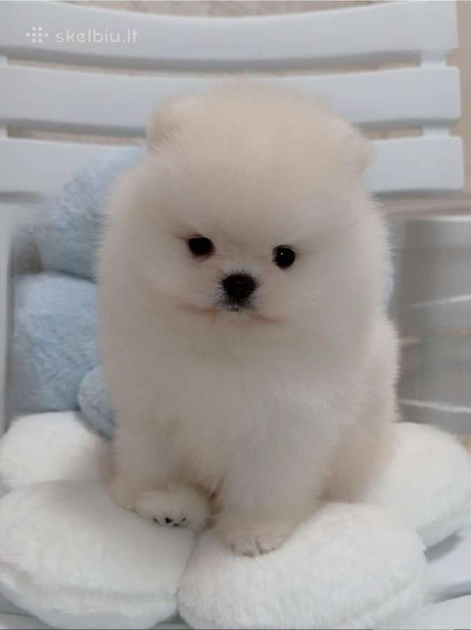Liko 2 berniukai babyface VIP super mini Boo - nuotraukos Nr. 2