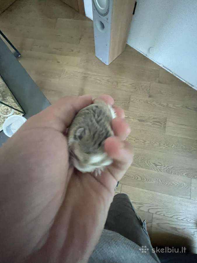 Parduodu nuostabius roborowski žiurkėniukus - nuotraukos Nr. 2