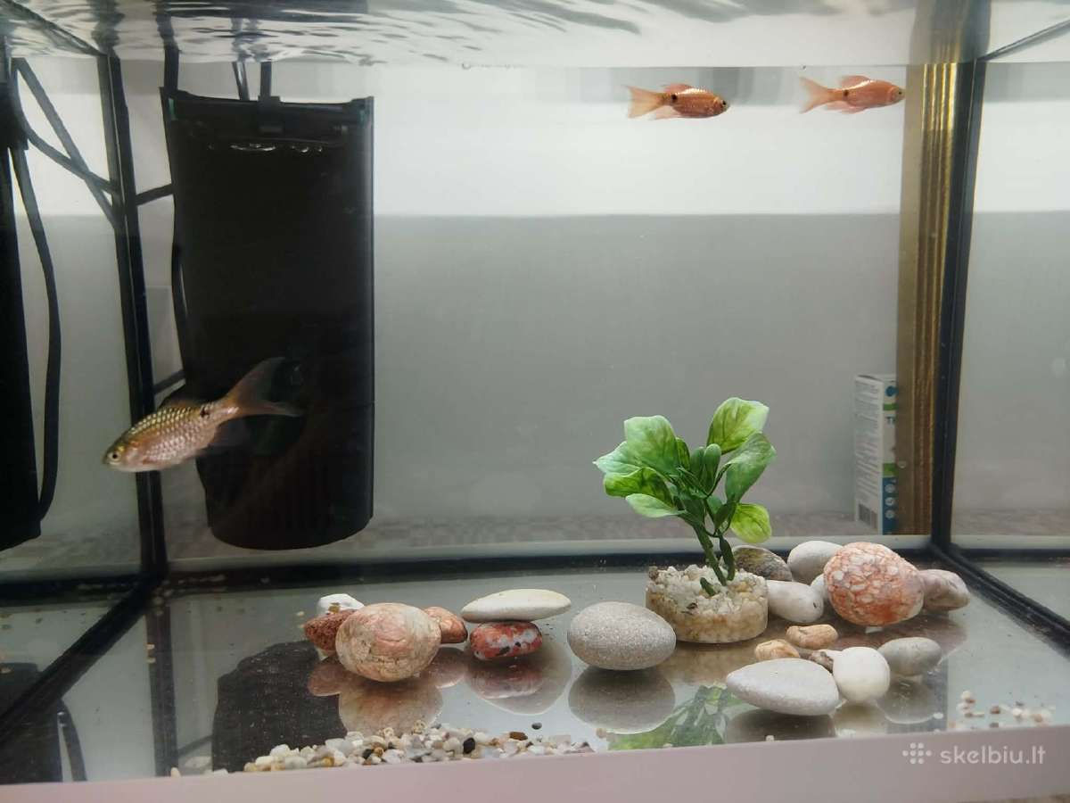 Parduodamos akvariumo žuvytės barbusai - nuotraukos Nr. 2