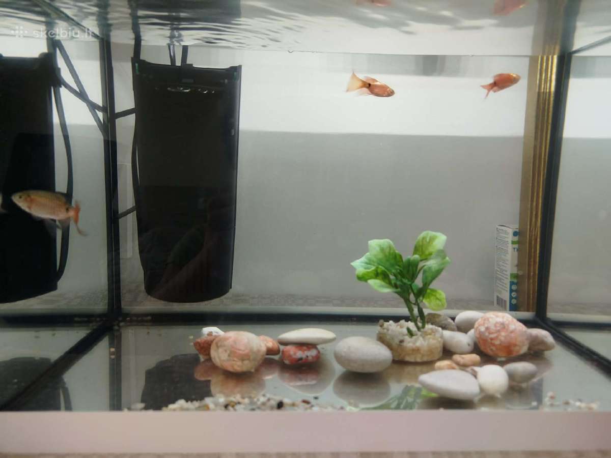 Parduodamos akvariumo žuvytės barbusai - nuotraukos Nr. 3
