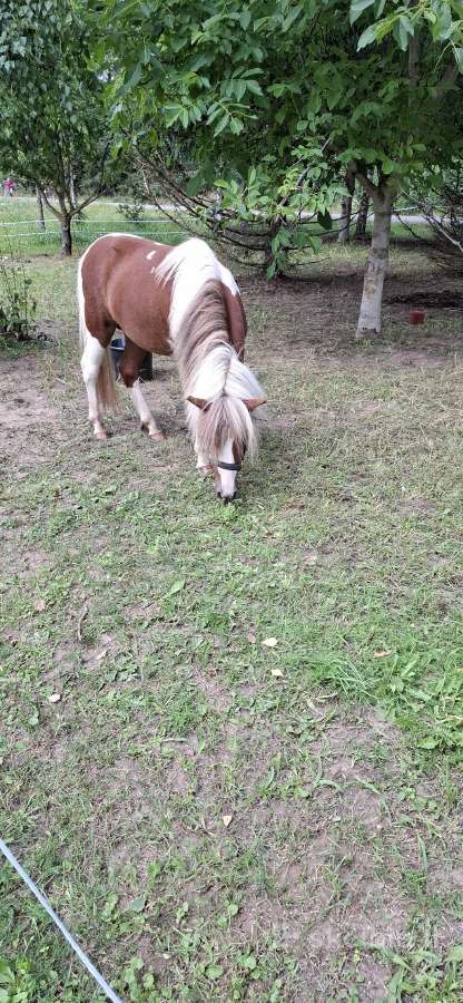 Jaunas ,1.5metų poni eržiliukas - nuotraukos Nr. 3