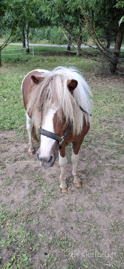 Jaunas 1.5metų poni eržiliukas - nuotraukos Nr. 2
