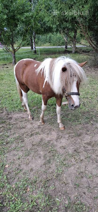 Jaunas 1.5metų poni eržiliukas - nuotraukos Nr. 3