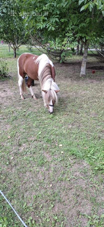 Jaunas 1.5metų poni eržiliukas - nuotraukos Nr. 4
