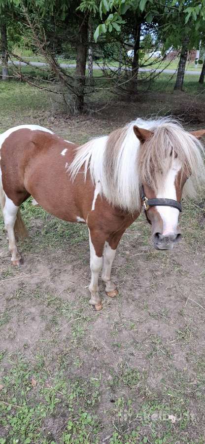 Jaunas 1.5metų poni eržiliukas - nuotraukos Nr. 5