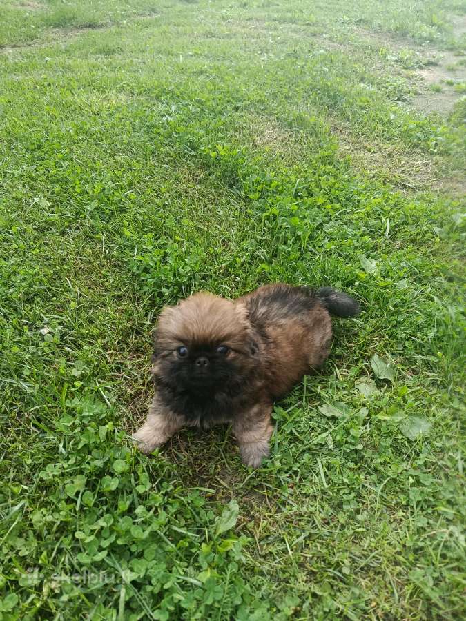 Pekinai - nuotraukos Nr. 2