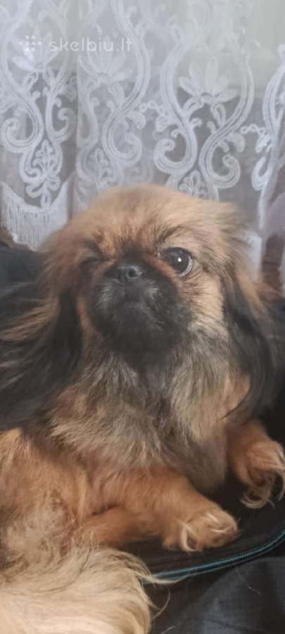 Pekinai - nuotraukos Nr. 6