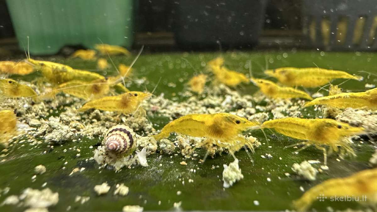 Yellow Sakura - krevetes - nuotraukos Nr. 2