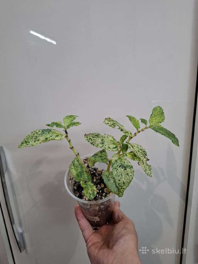 Pellionia Repens Variegata - nuotraukos Nr. 2