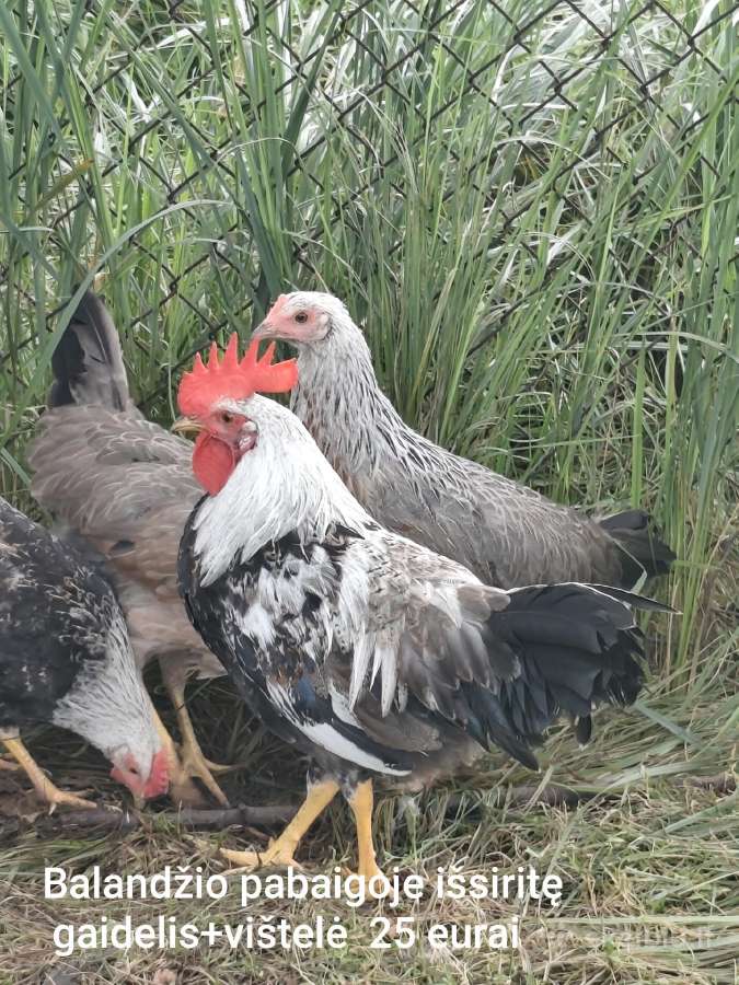 Vištų šeimyna - nuotraukos Nr. 2