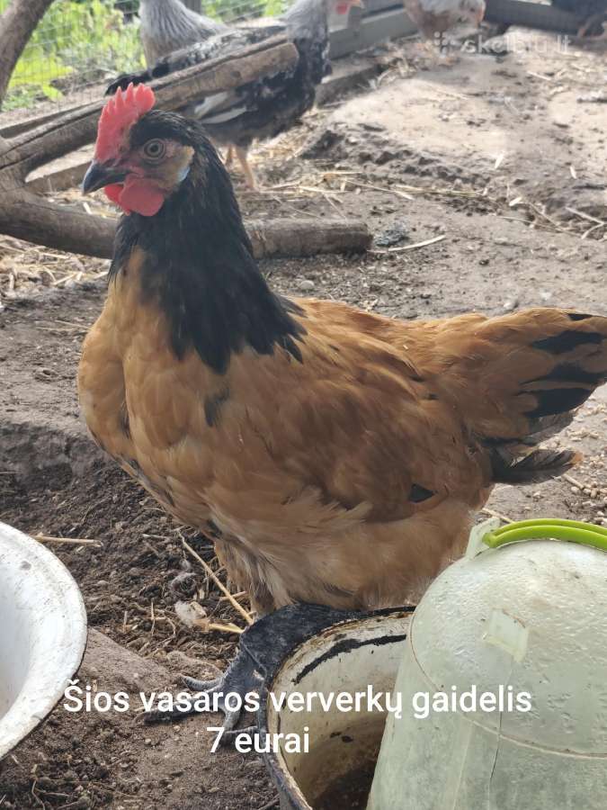 Gaideliai - nuotraukos Nr. 2