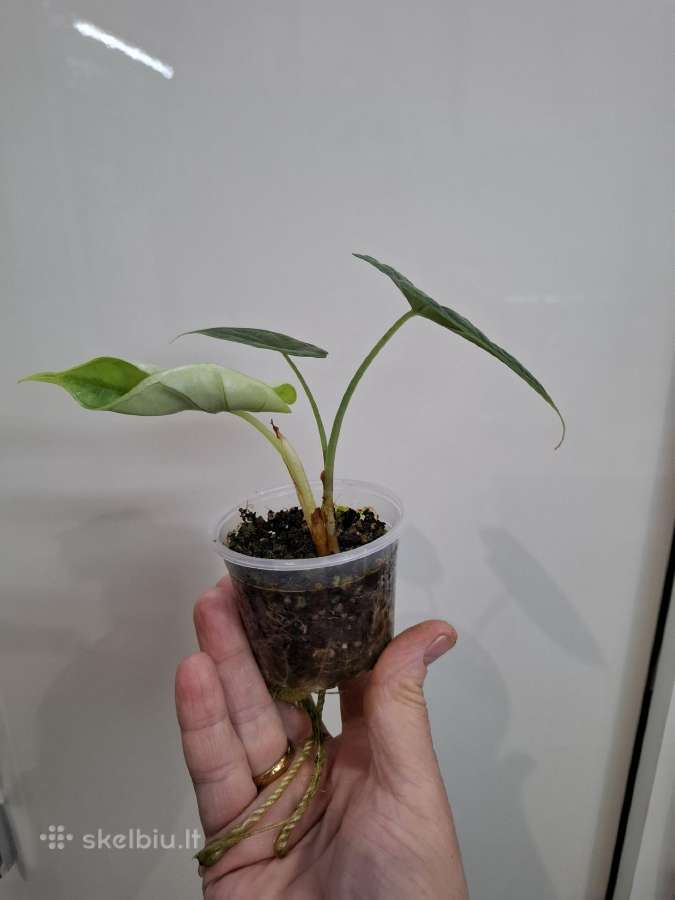 Alocasia Dragon Scale - nuotraukos Nr. 2