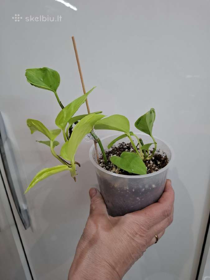 Epipremnum aureum Teruno Champs-elysses - nuotraukos Nr. 2