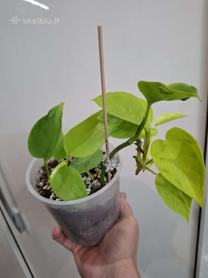 Epipremnum aureum Teruno Champs-elysses - nuotraukos Nr. 3