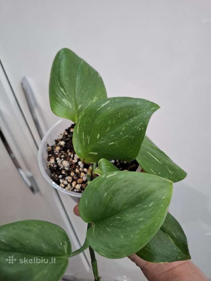 Scindapsus Moonlight Splash Variegata - nuotraukos Nr. 2