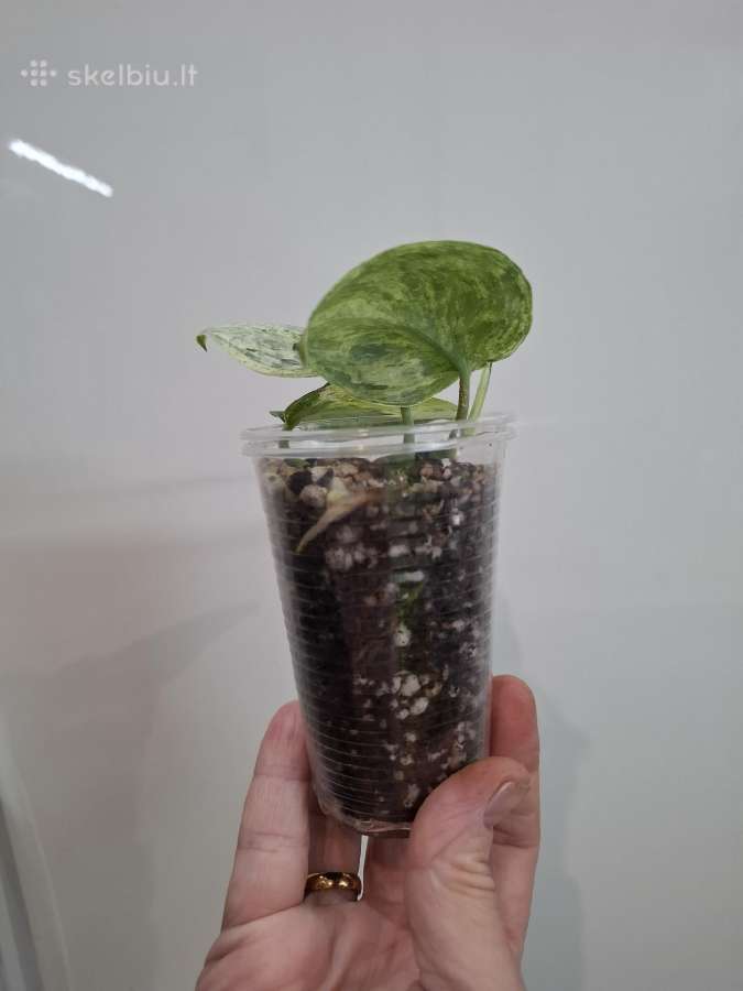 Scindapsus pictus Mint Variegata - nuotraukos Nr. 2