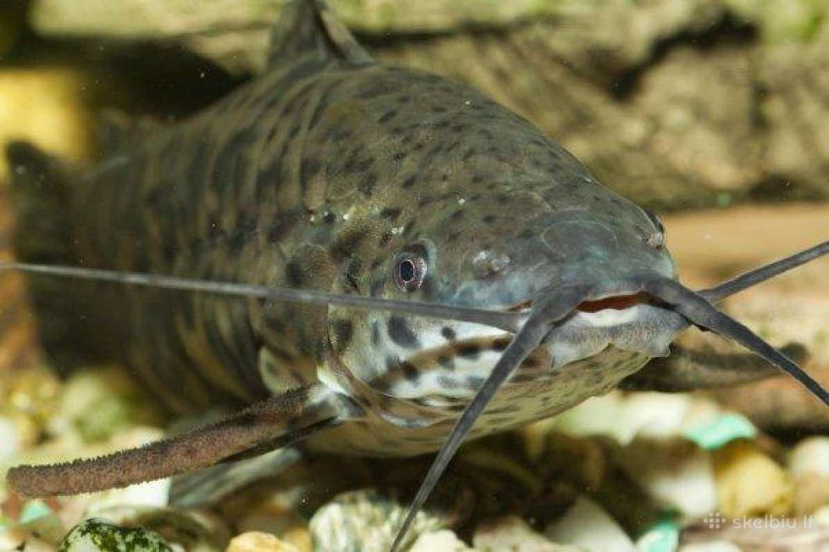 Gobioides broussonnetii - nuotraukos Nr. 3