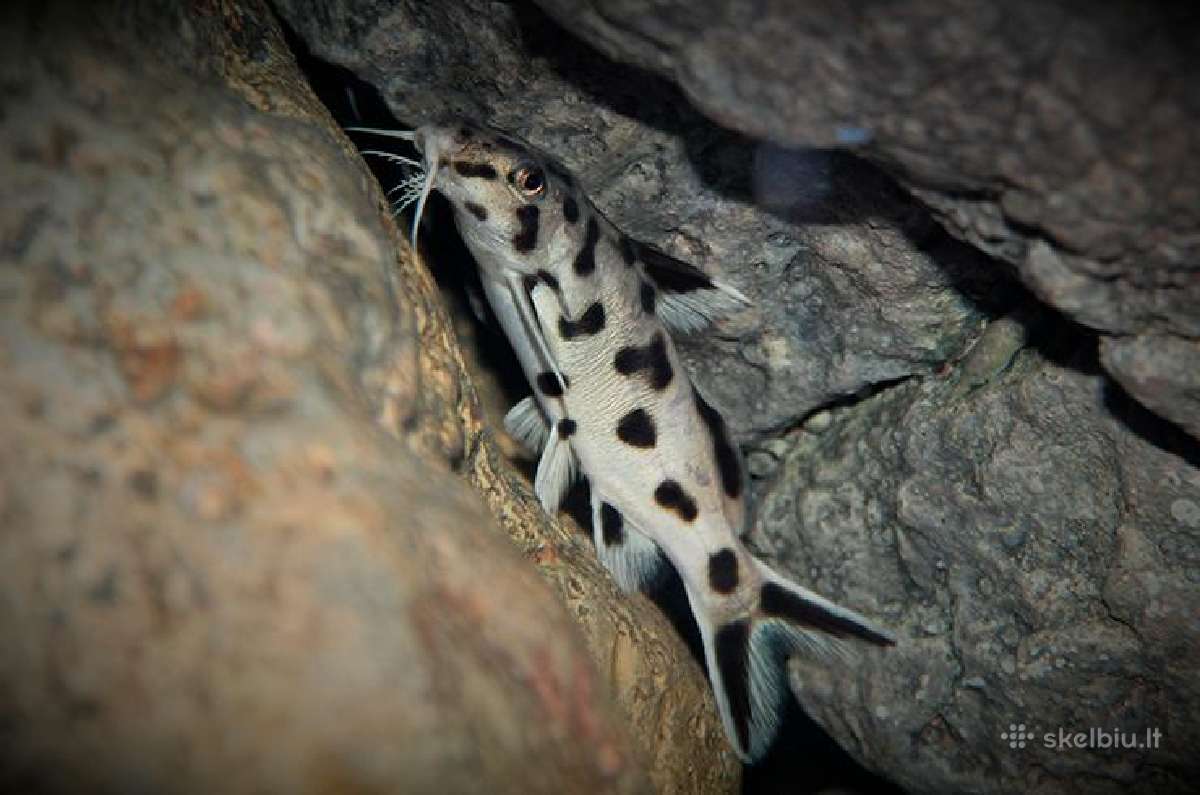Gobioides broussonnetii - nuotraukos Nr. 5