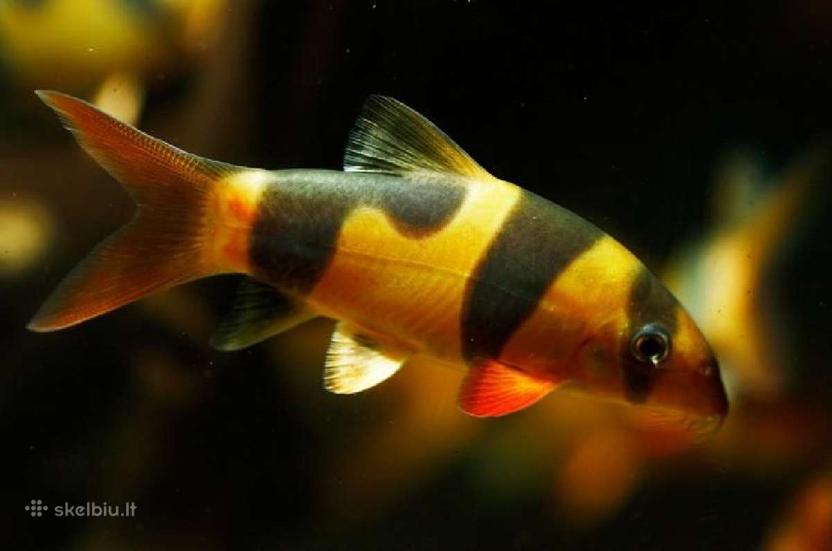 Gobioides broussonnetii - nuotraukos Nr. 7