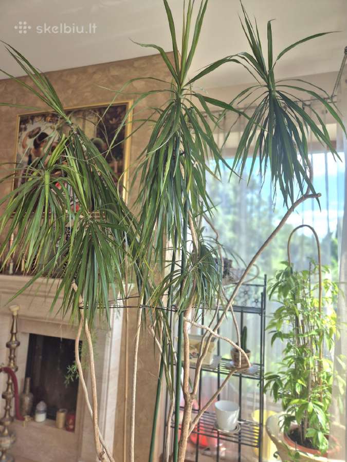 Kambarine gele-medis"dracena". - nuotraukos Nr. 2