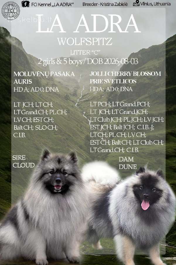 Volfšpicai (keeshond) gimė 08-03 - nuotraukos Nr. 19