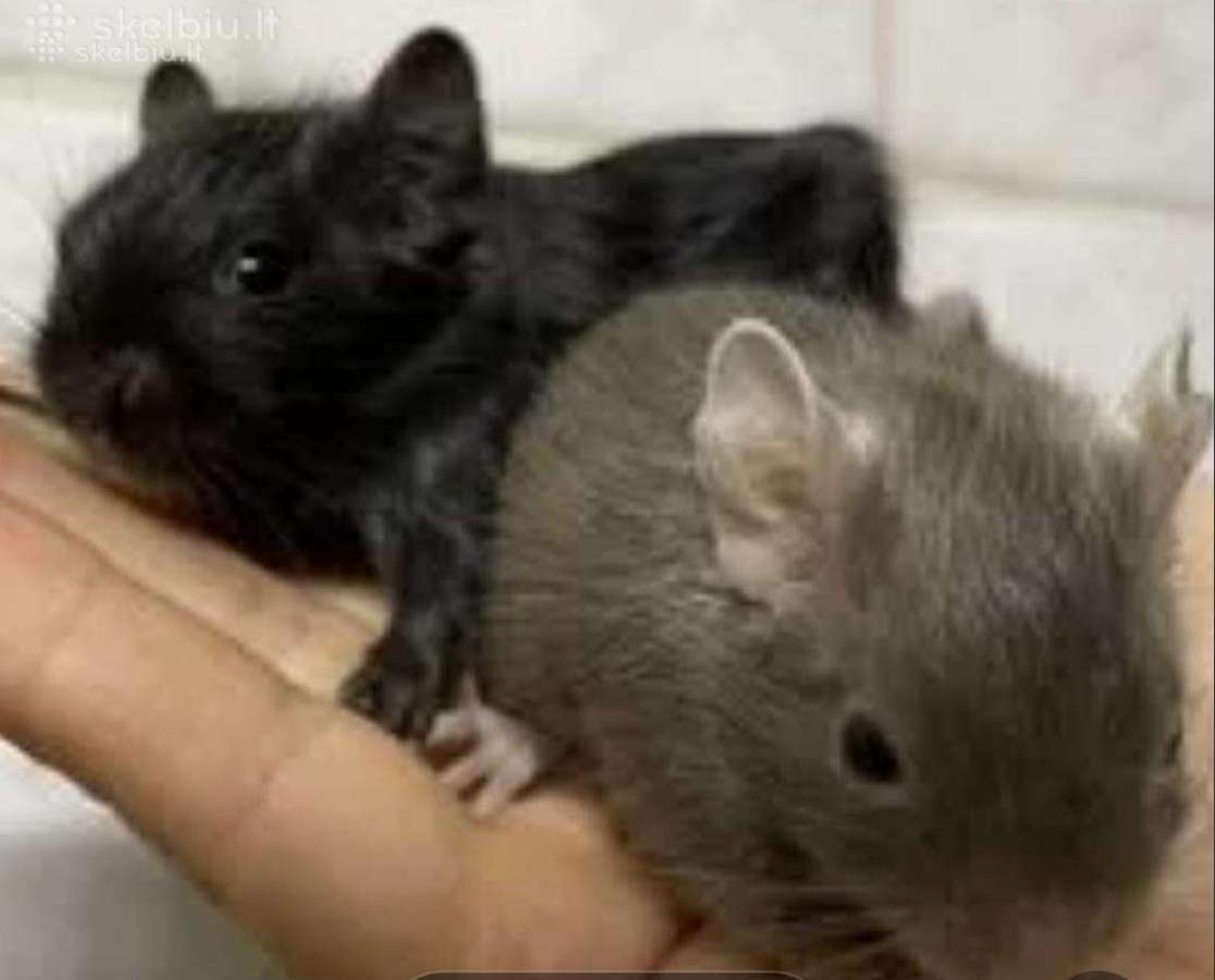 Parduodu Degu - nuotraukos Nr. 2