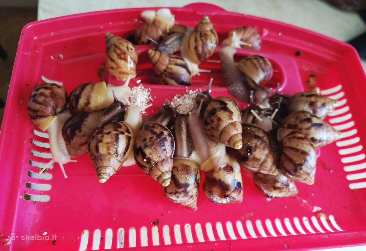 Achatina sraigės - jaunikliai, 7 mėnesių, 7-8 cm - nuotraukos Nr. 4