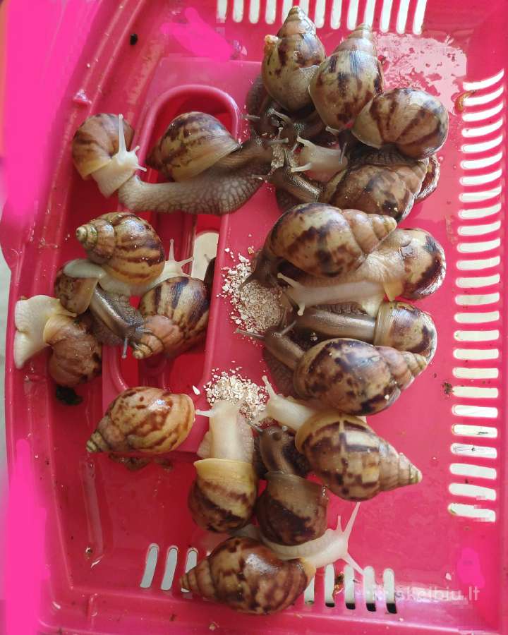 Achatina sraigės - jaunikliai, 7 mėnesių, 7-8 cm - nuotraukos Nr. 5
