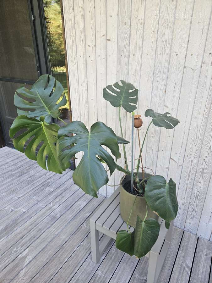 Monstera kambarinė gėlė (viso 3 vnt.) - nuotraukos Nr. 2