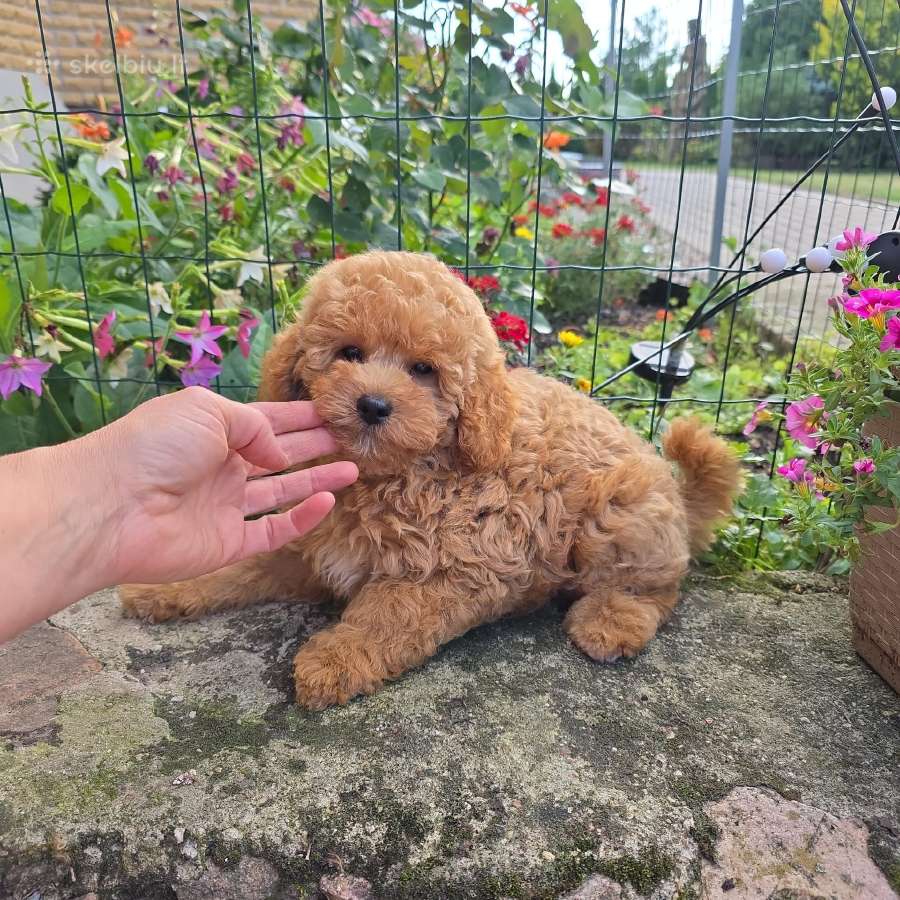 Maltipoo šuniukai - nuotraukos Nr. 2
