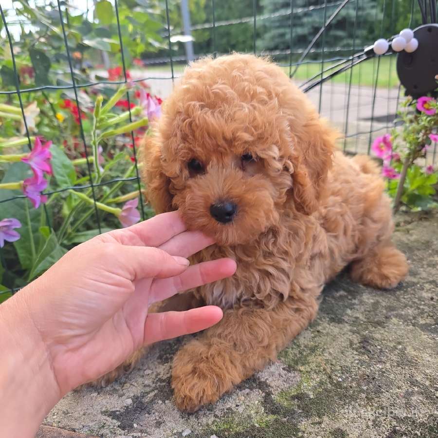 Maltipoo patinėlis - nuotraukos Nr. 2