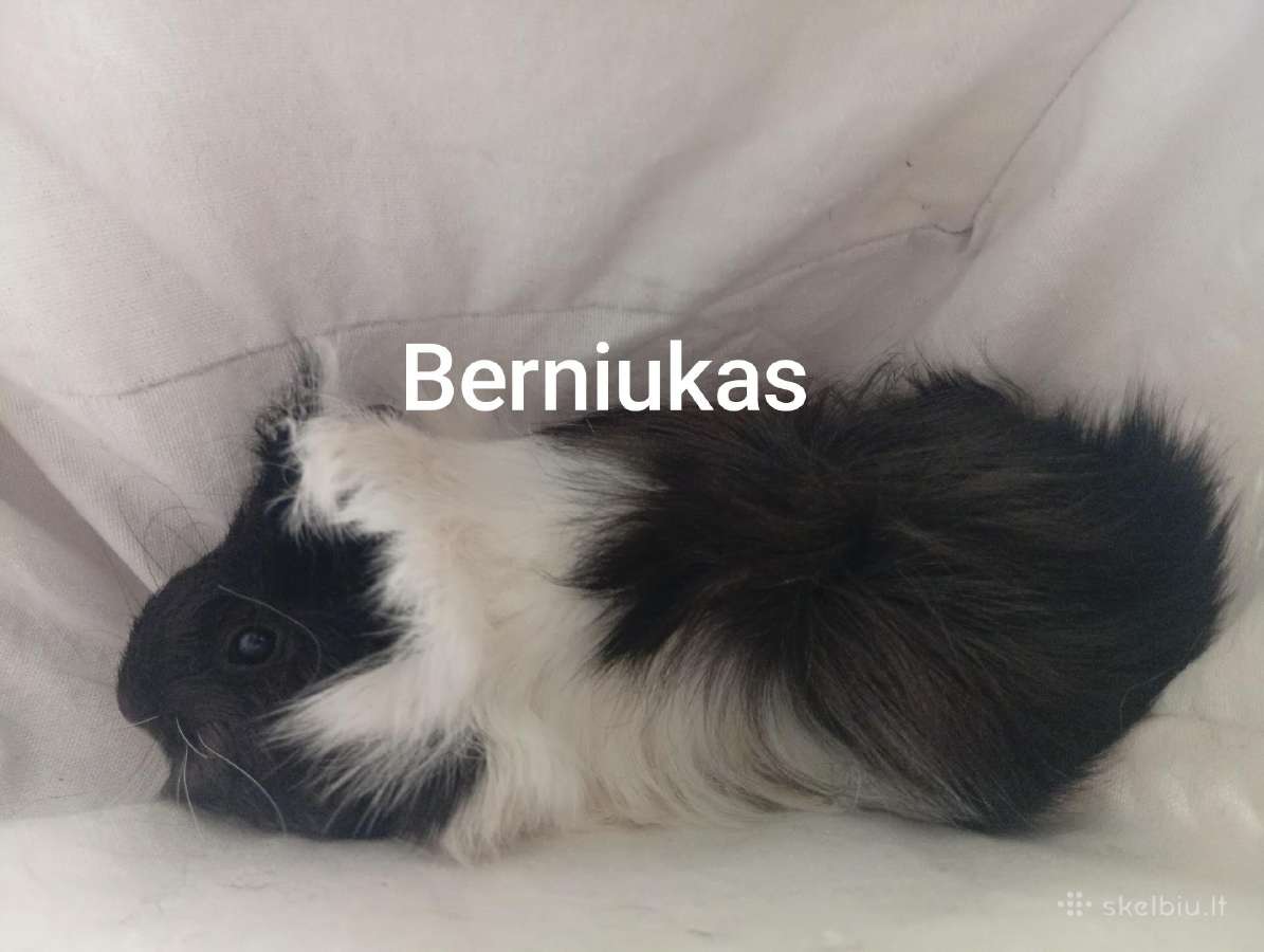 Jūrų kiaulytes tris patinus ir 6 jaunikliai - nuotraukos Nr. 5