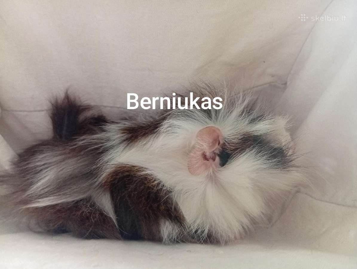 Jūrų kiaulytes tris patinus ir 6 jaunikliai - nuotraukos Nr. 6