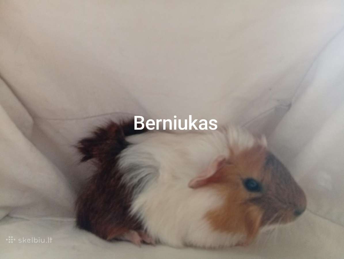 Jūrų kiaulytes tris patinus ir 6 jaunikliai - nuotraukos Nr. 7