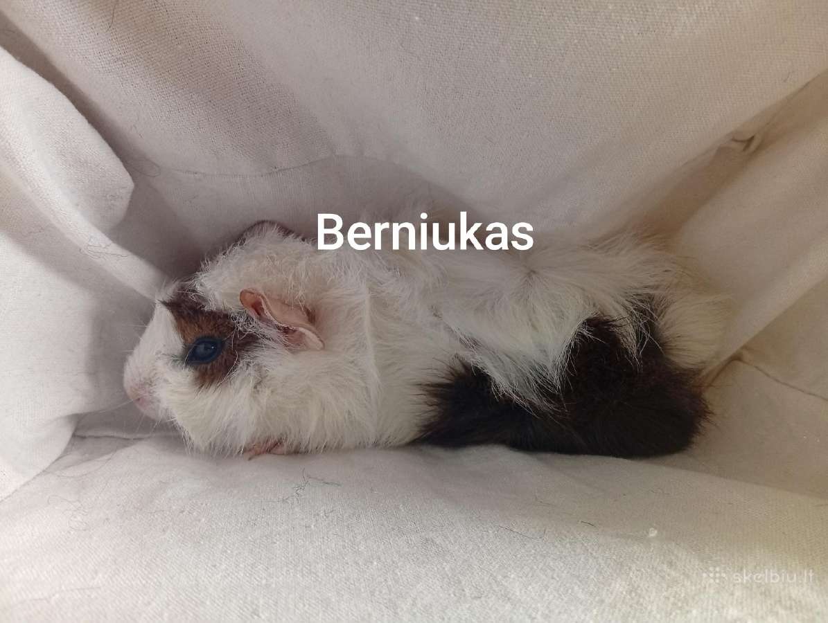 Jūrų kiaulytes tris patinus ir 6 jaunikliai - nuotraukos Nr. 8