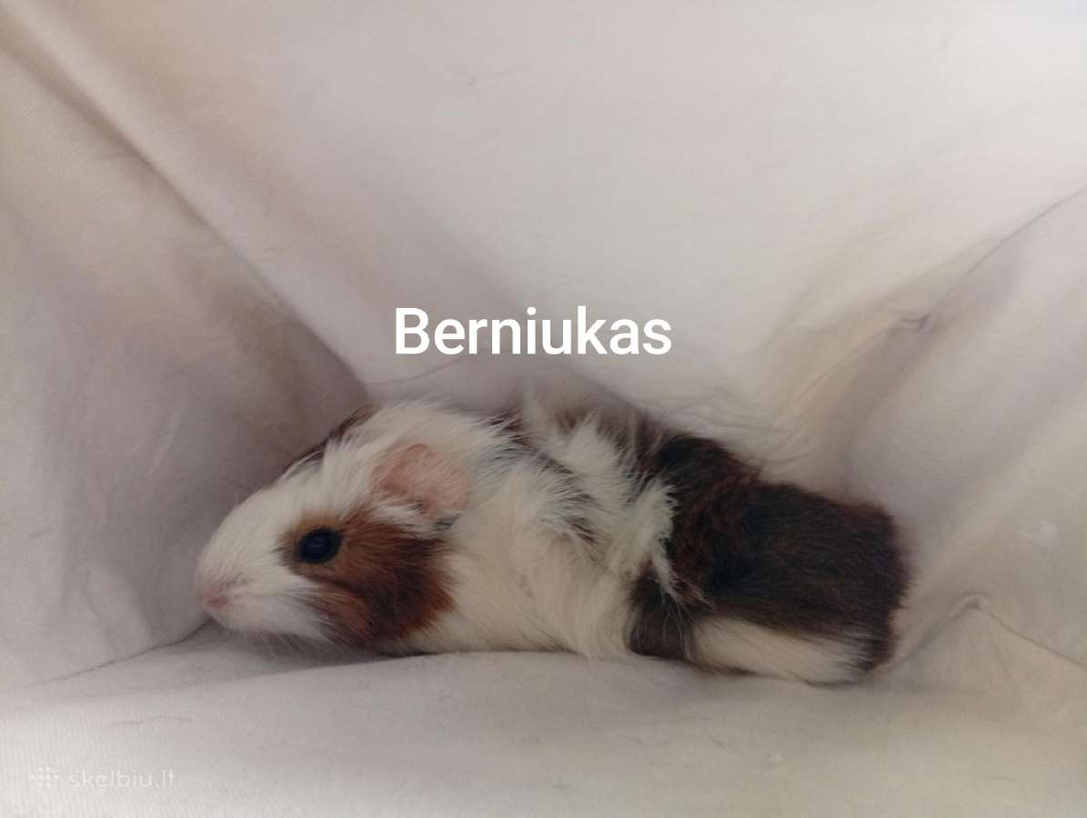 Jūrų kiaulytes tris patinus ir 6 jaunikliai - nuotraukos Nr. 9