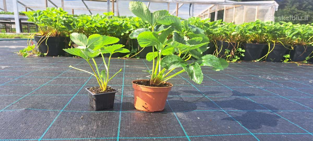 Fitosanitariškai patikrinti Braškių daigai - nuotraukos Nr. 7