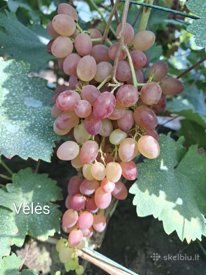Vynuogių sodinukai - nuotraukos Nr. 33