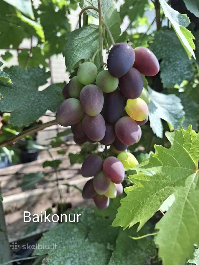 Vynuogių sodinukai - nuotraukos Nr. 35