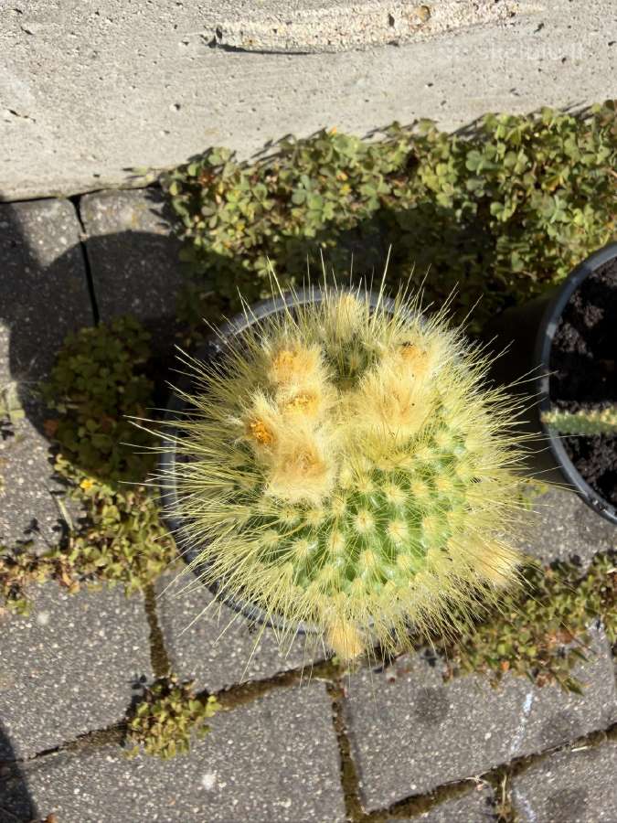 Kaktusas Parodia chrysacanthion (Auksadyglė parod) - nuotraukos Nr. 4