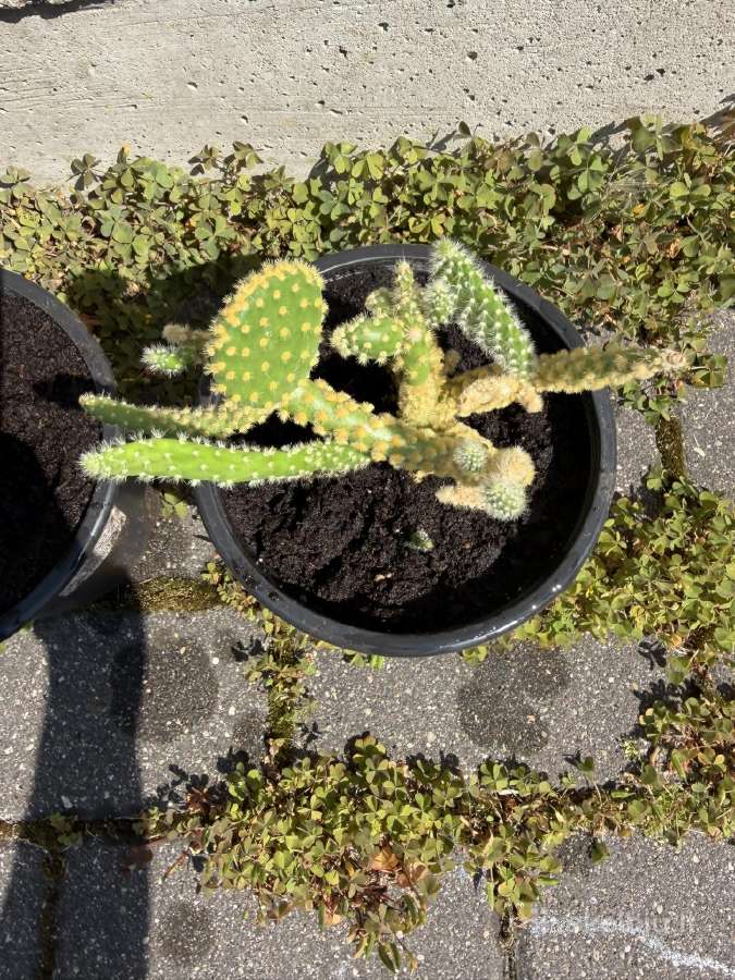 Kambarinis kaktusas Opuncija (Opuntia microdasys) - nuotraukos Nr. 2