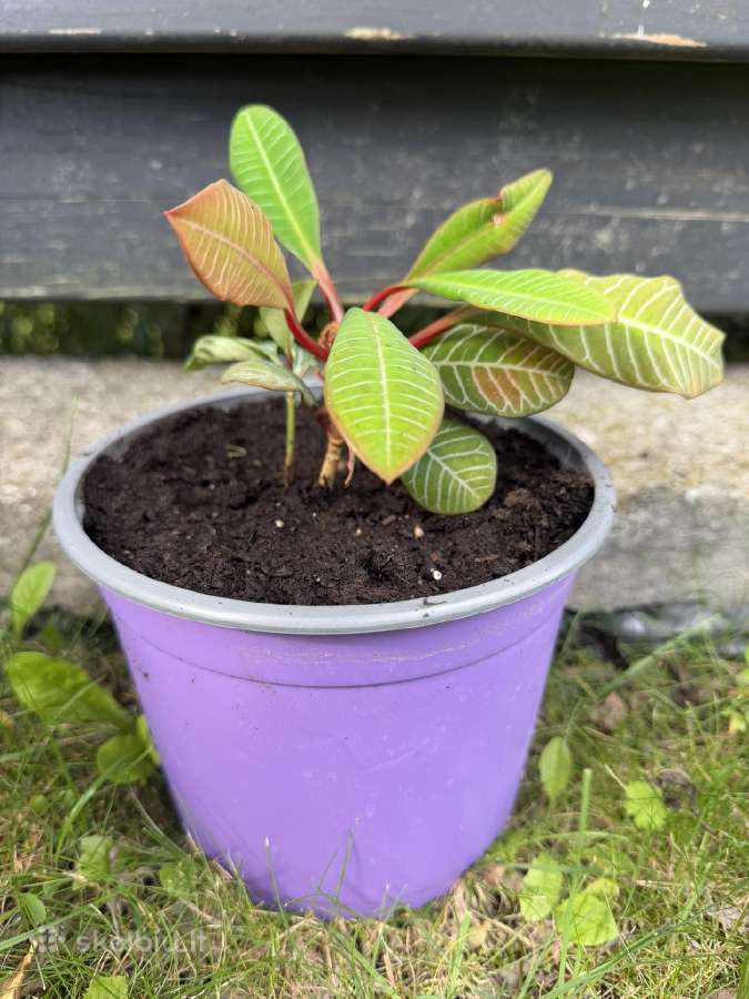 Baltagyslė karpažolė (Madagaskaro brangakmenis) - nuotraukos Nr. 3