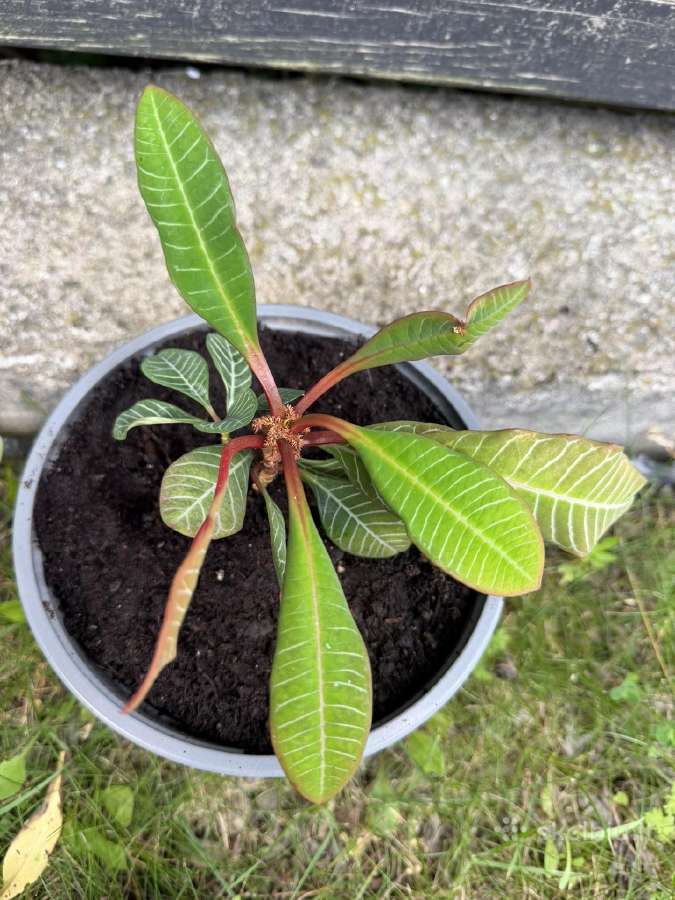 Baltagyslė karpažolė (Madagaskaro brangakmenis) - nuotraukos Nr. 2