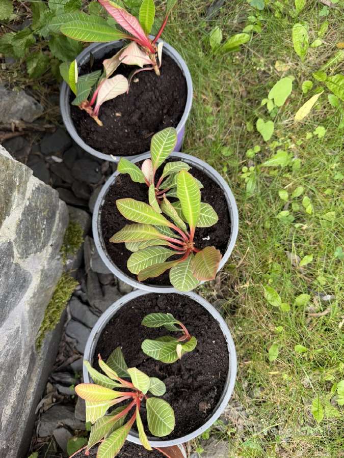 Baltagyslė karpažolė (Madagaskaro brangakmenis) - nuotraukos Nr. 6
