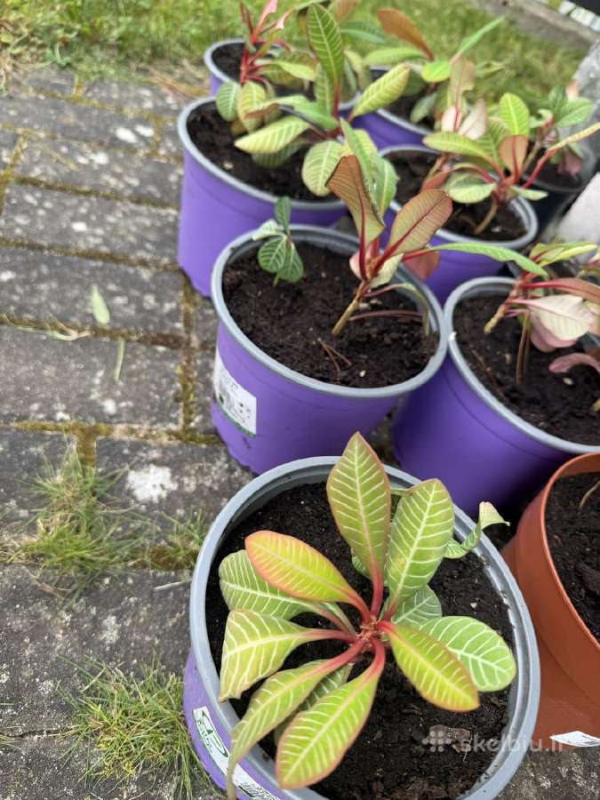 Baltagyslė karpažolė (Madagaskaro brangakmenis) - nuotraukos Nr. 7